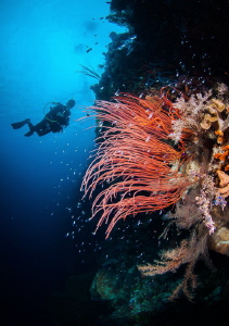 Red Sea Whip school by Steven Miller 
